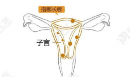 子宫 漫画,子宫视角下的奇幻冒险之旅